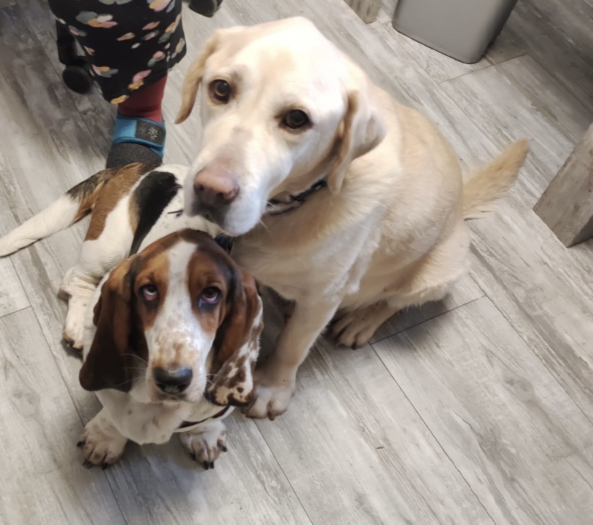 Haarpracht zwei Hunde
